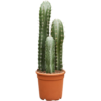 Stenocereus pruinosus 4STPRKK10