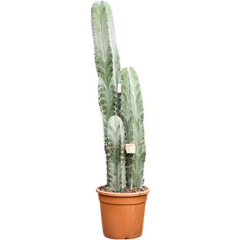 Stenocereus pruinosus 4STPRKK25