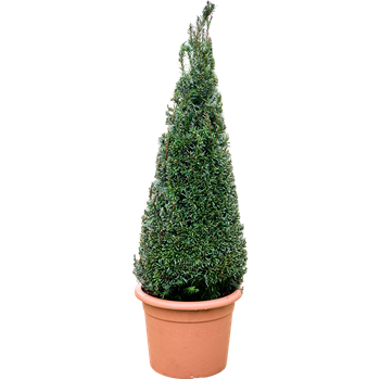 Taxus baccata 5TABAPY28