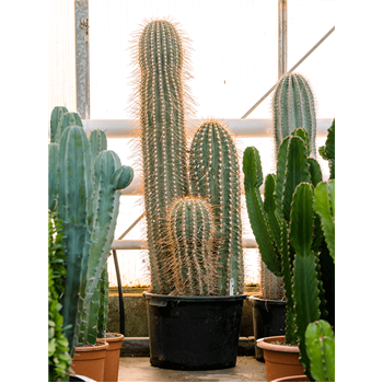 Trichocereus pasacana 4TRPAKK50