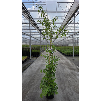 Viburnum plicatum 'Kilimandjaro' F00008620
