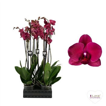 Orhideja Phalaenopsis anthura montreux Montreux - 2 stems 60cm (Quattro)14 fl  plnt 55cm 12cm Q3622