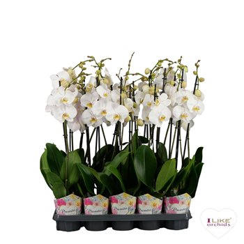 Orhideja Phalaenopsis wit - 2 stems 70cm Promiss (Quattro)18 fl  plnt 65cm 12cm Q3642
