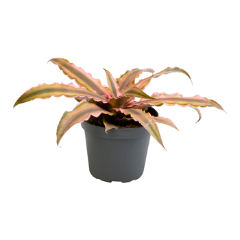 Cryptanthus Pink Star F00000973