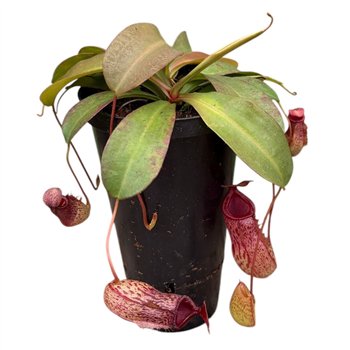 Nepenthes Monkey Jars Sam 2 fl 45cm 12cm Q5789