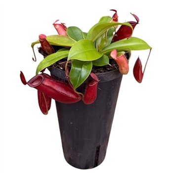 Nepenthes Monkey Jars Bloody Mary (hoge pot) 1 fl 45cm 11cm Q5791
