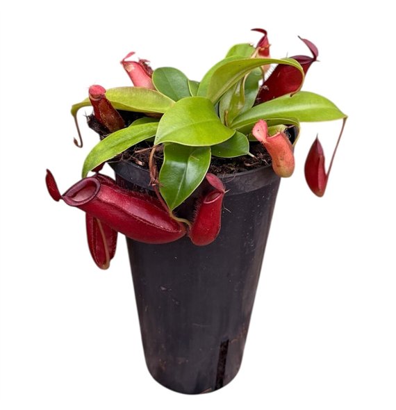 Nepenthes Monkey Jars Bloody Mary (hoge pot) 1 fl 45cm 11cm Q5791