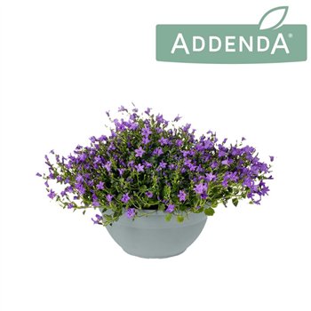 Campanula port  addenda Ambella Intens Purple 30 cm bowl 3 pp 975 fl 30cm 30cm Q1602
