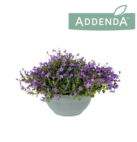 Campanula port  addenda Ambella Intens Purple 30 cm bowl 3 pp 975 fl 30cm 30cm Q1602