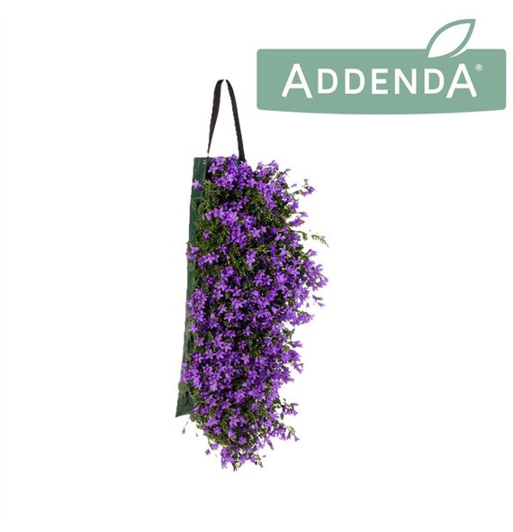 Campanula port  addenda Ambella Purple Wandhanger 3 pp 975 fl 25cm 60cm Q1605