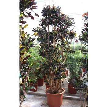 Kroton variegatum mammi Mammi1 pp 250cm 55cm Q1744