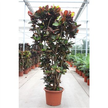 Kroton variegata petra Petra1 pp 260cm 55cm Q1745