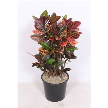 Kroton variegata petra Petra1 pp 110cm 32cm Q1746
