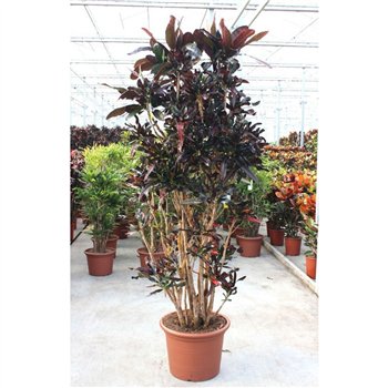 Kroton variegatum mammi Mammi 1 pp 240cm 50cm Q1747