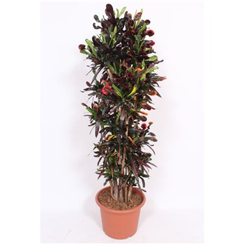 Kroton variegatum mammi Mammi (Croton Mammi)pp 170cm 40cm Q1748