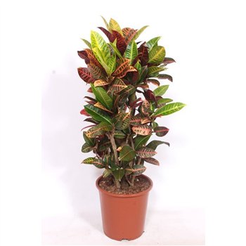 Kroton variegata petra Petra (Croton Petra)1 pp 100cm 27cm Q1749