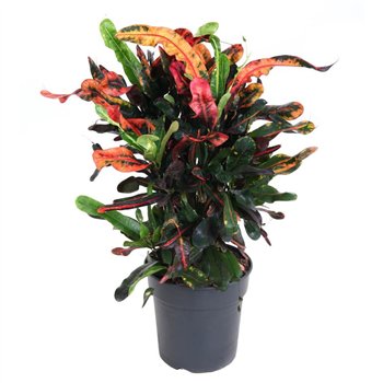 Kroton variegatum mammi Mammi branched P21pp 70cm 21cm Q1750