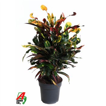 Kroton variegatum mammi Mammi branched P191 pp 60cm 19cm Q1751