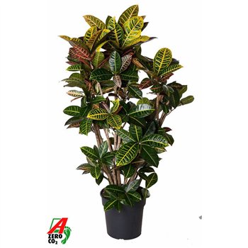 Kroton variegata petra Petra branched P31pp 140cm 31cm Q1752