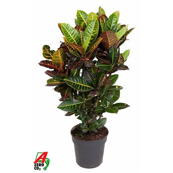 Kroton variegata petra Petra branched P27pp 100cm 27cm Q1753