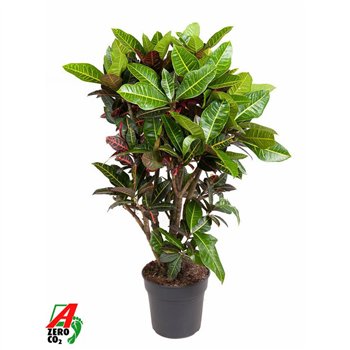 Kroton variegatum petra Petra branched P31-140pp 150cm 31cm Q1755