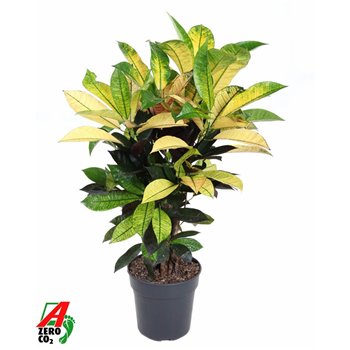 Kroton variegatum mrs iceton Mrs Iceton branched P211 pp 70cm 21cm Q1756