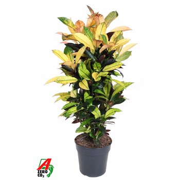 Kroton variegatum mrs iceton Mrs Iceton branched P27pp 100cm 27cm Q1757