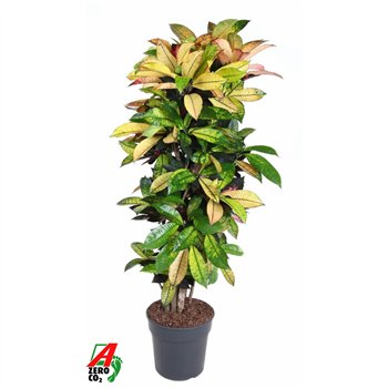 Kroton variegatum mrs iceton Mrs Iceton branched P31pp 140cm 31cm Q1758