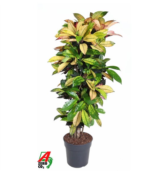 Kroton variegatum mrs iceton Mrs Iceton branched P31pp 140cm 31cm Q1758