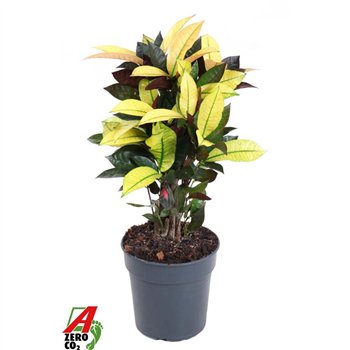 Kroton variegatum mrs iceton Mrs Iceton branched P191 pp 60cm 19cm Q1760