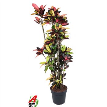 Kroton variegatum mrs iceton Mrs Iceton branched P40-1801 pp 190cm 40cm Q1761