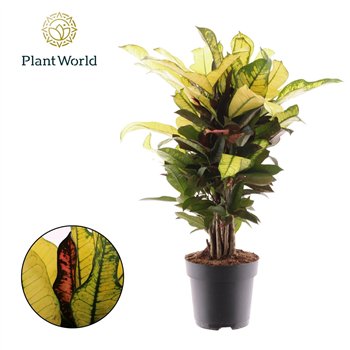 Kroton wilma Croton Wilma branched 1 pp 55cm 17cm Q1764