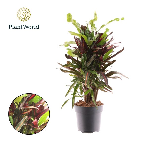 Kroton variegatum mammi Croton Mammi branched 1 pp 60cm 17cm Q1765