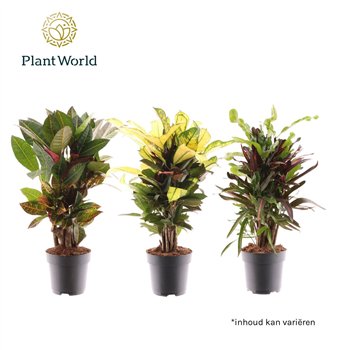 Kroton mix Croton branched mixed 2-3 kinds 1 pp 60cm 17cm Q1777