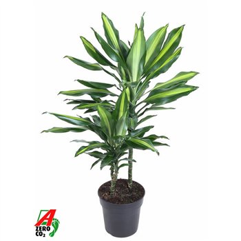 Dracena fragr  cintho Cintho 30-10pp 70cm 19cm Q1963