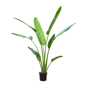Ravenala madagascariensis (160-220) 4RAMATU20