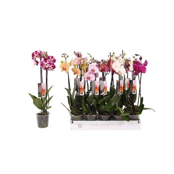 Orhideja Phalaenopsis mix 6 color  2-spike 14+14 fl 2 stems plnt 55cm 12cm Q3641