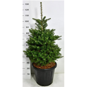 Abies koreana F00006025