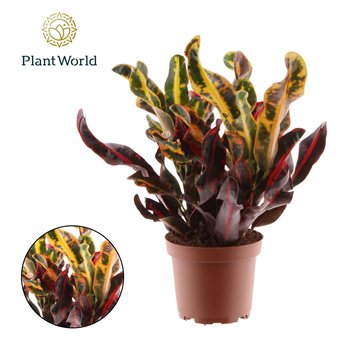 Kroton variegatum mammi Croton Mammi 3pp kopstek 3 pp 30cm 12cm Q1769