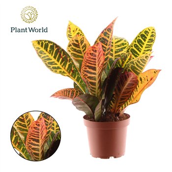Kroton variegata petra Croton Petra kopstek 3-5 pp 3 30cm 12cm Q1776