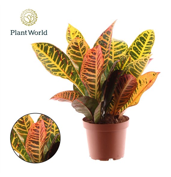 Kroton variegata petra Croton Petra kopstek 3-5 pp 3 30cm 12cm Q1776