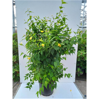 Kerria japonica 'Golden Guinea' F00010099