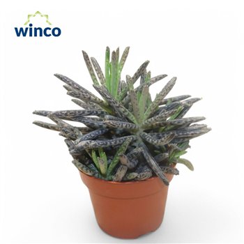 Kalanhoja Tubifloraoverig pp 10cm 5.5cm Q2798