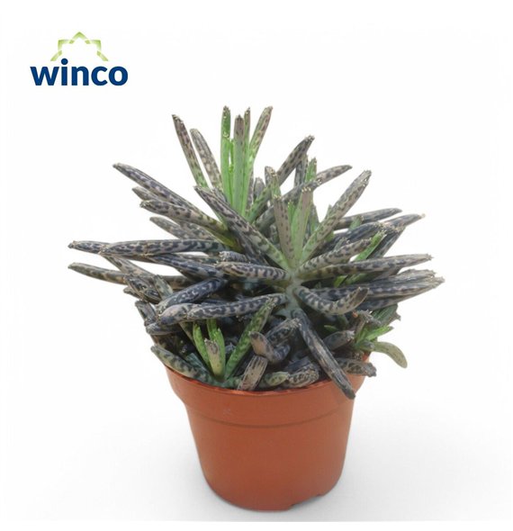 Kalanhoja Tubifloraoverig pp 10cm 5.5cm Q2798