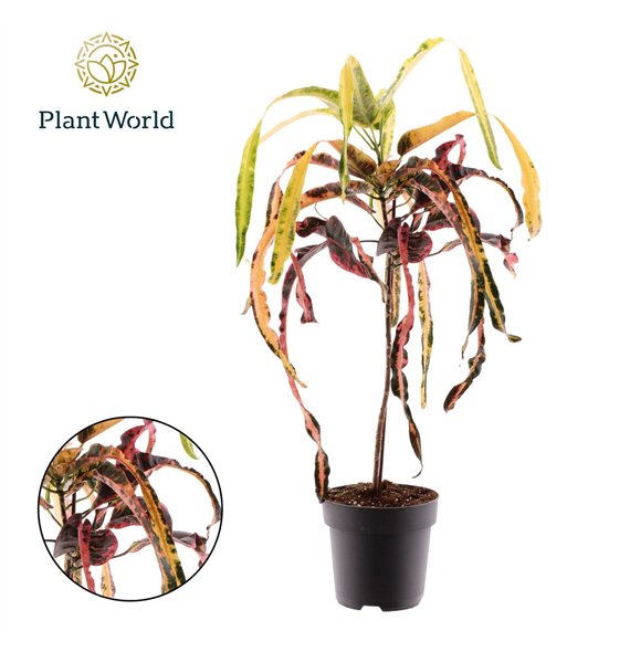 Kroton variegatum dreadlocks Croton Dreadlock 1 pp 65cm 19cm Q1763