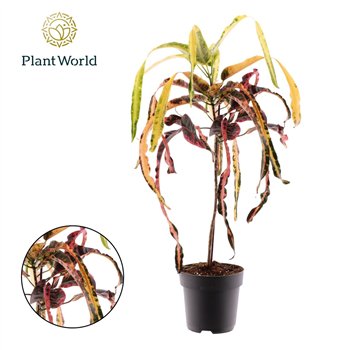 Kroton variegatum dreadlocks Croton Dreadlock 1 pp 70cm 19cm Q1773