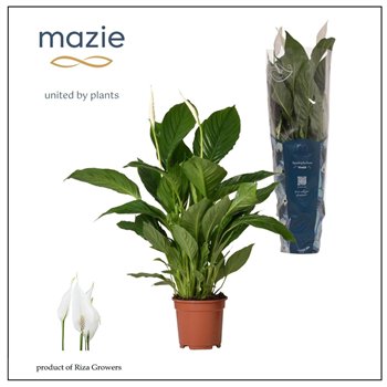 Spatifil vivaldi 2+ - Ultimo 70cm 17cm Q5103