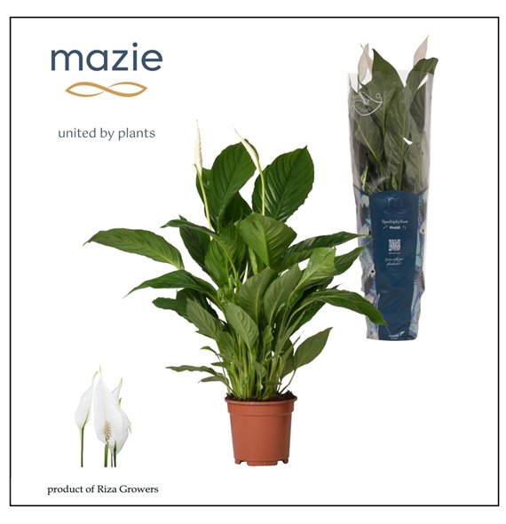 Spatifil vivaldi 2+ - Ultimo 70cm 17cm Q5103