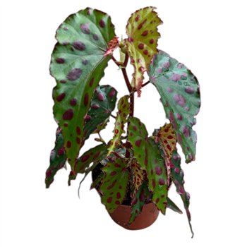 Begonija Pink Dottie 1 pp 12cm 8cm Q702