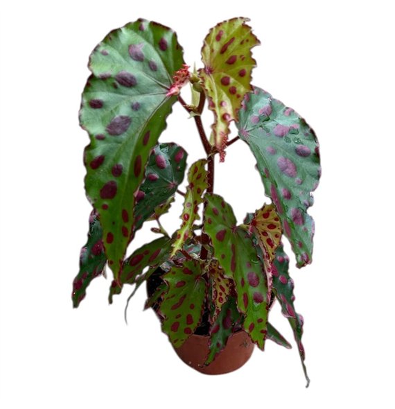 Begonija Pink Dottie 1 pp 12cm 8cm Q702